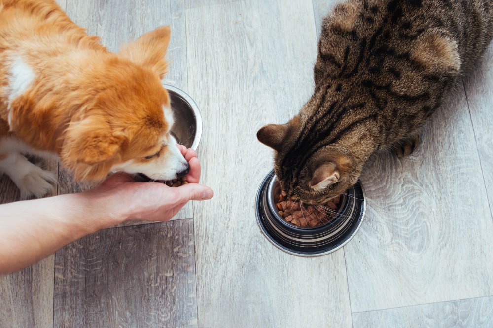 Essential Pet Nutrition Tips for a Healthier, Happier Pet
