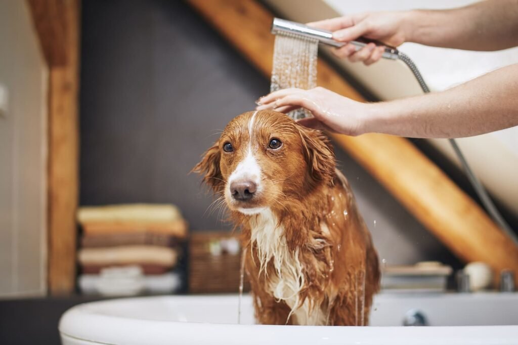 Proven Pet Grooming Hacks to Keep Your Pet Looking Their Best