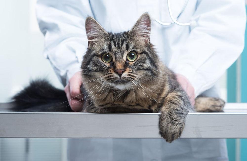What Pet Owners Should Know About Pet Surgery