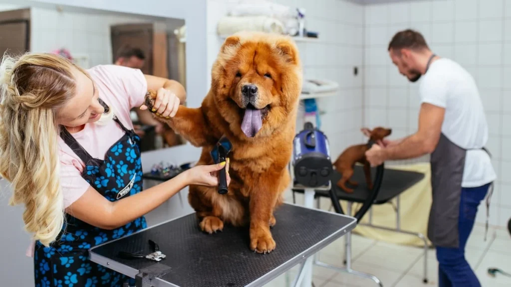dog haircut