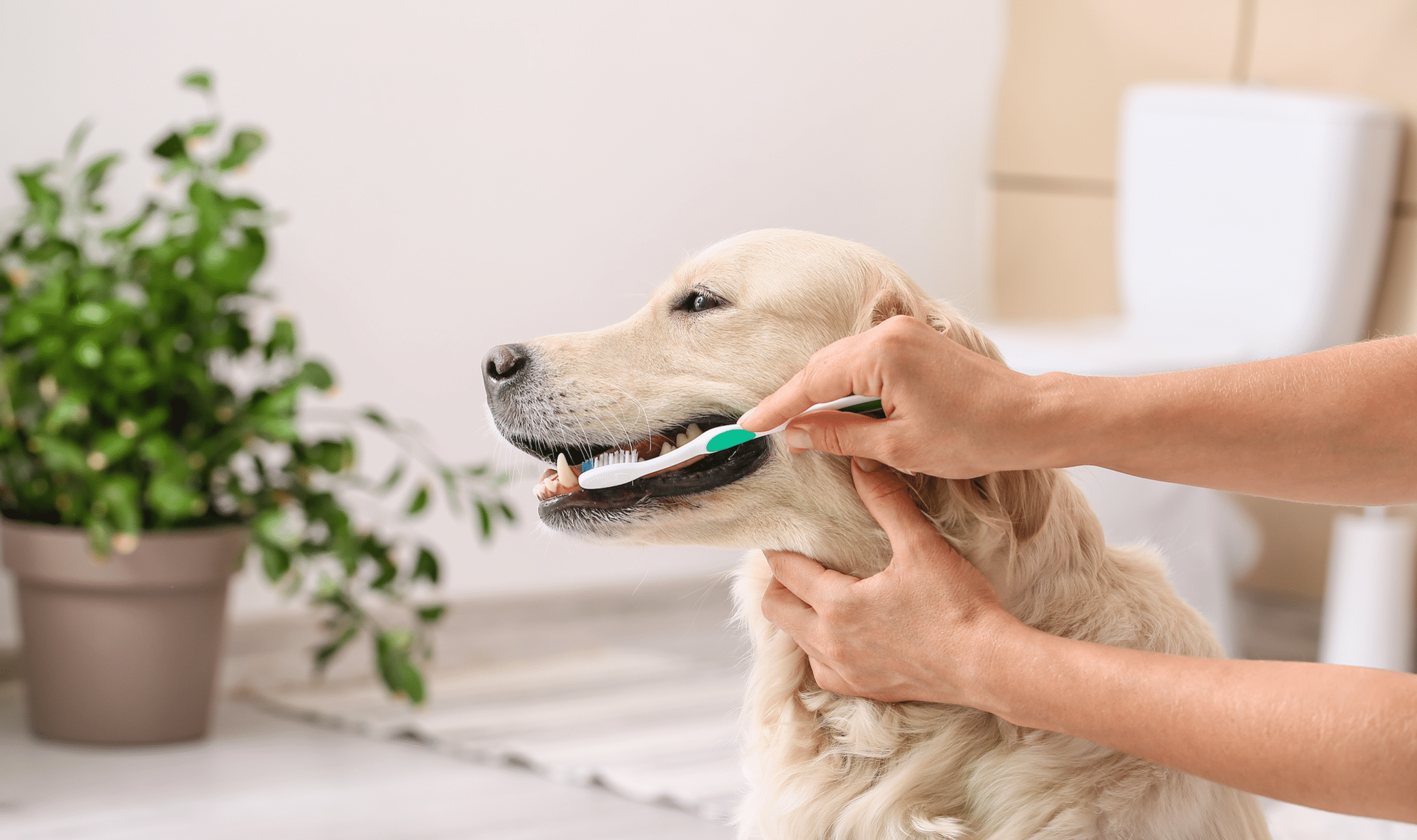 dog teeth cleaner