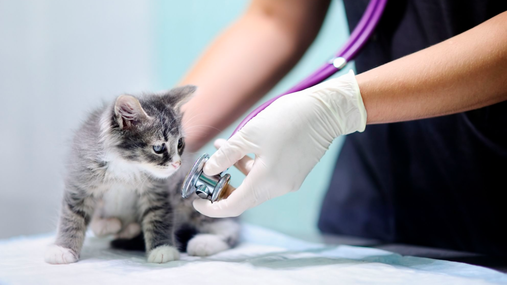 kitten vet