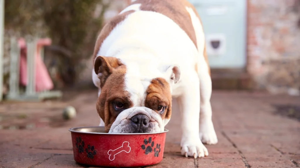 food toppers for dogs​