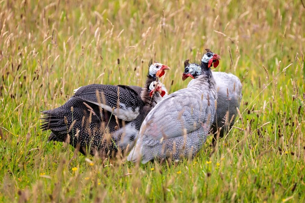 guinea fowl