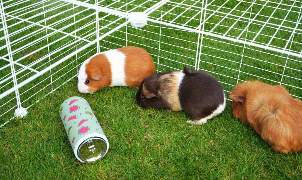 guinea pig cages