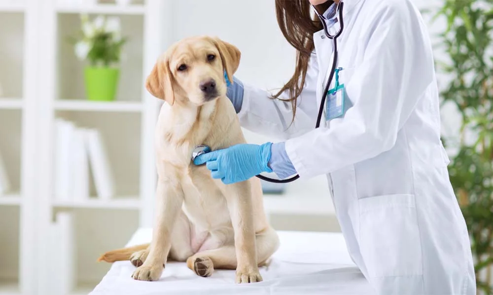 heart failure in dogs