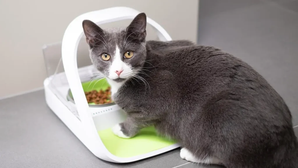 microchip cat feeder