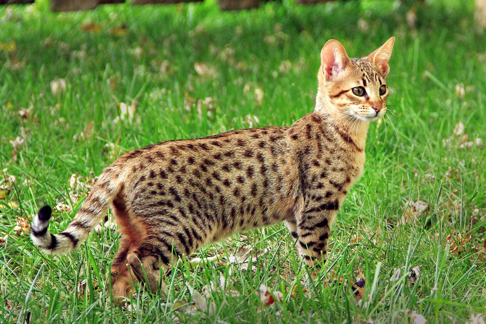 serval kitten