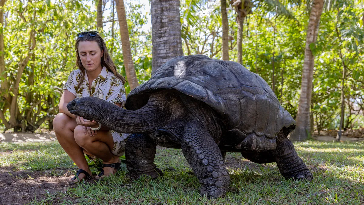 tortoise life period