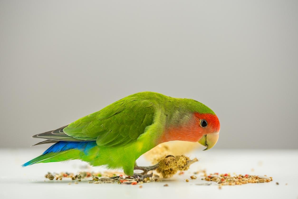 diet of love birds​