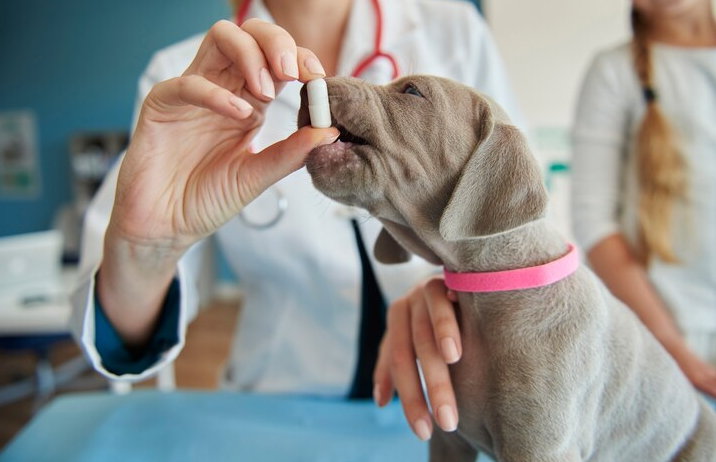 antibiotics for dogs