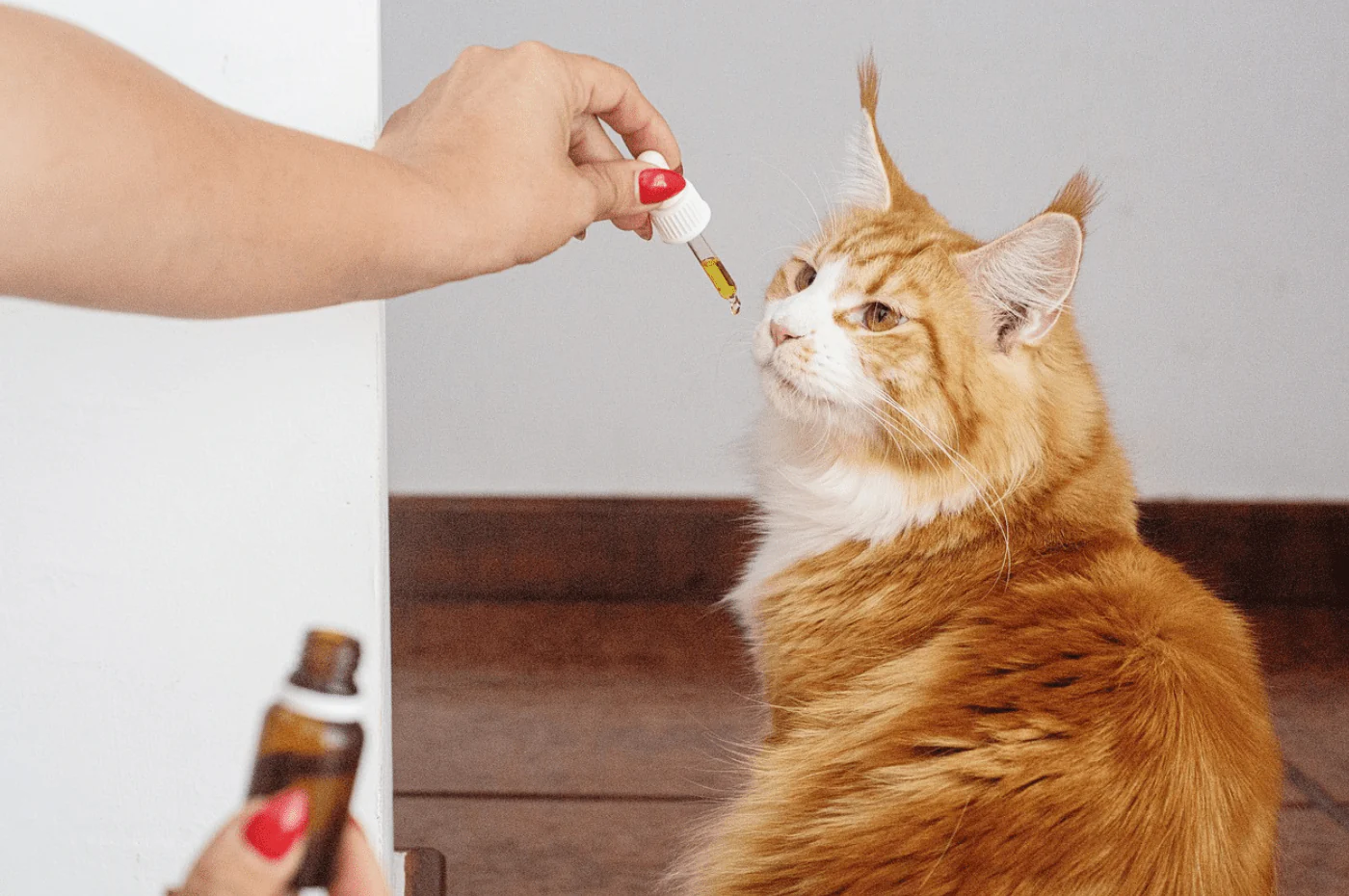 cbd for cats