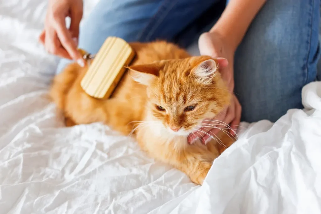 cure hairballs cats