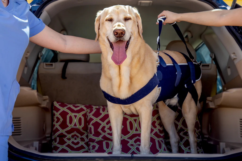 degenerative myelopathy in dogs