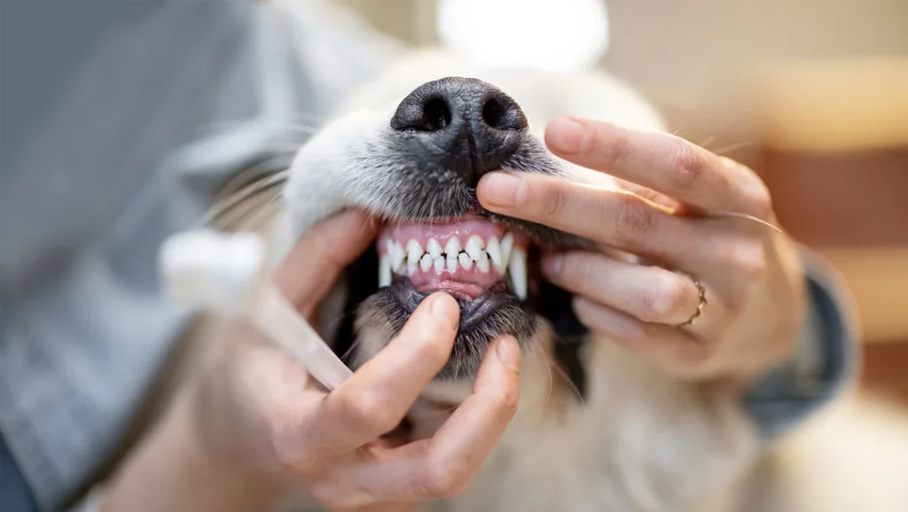 dog teeth cleaning without anesthesia​