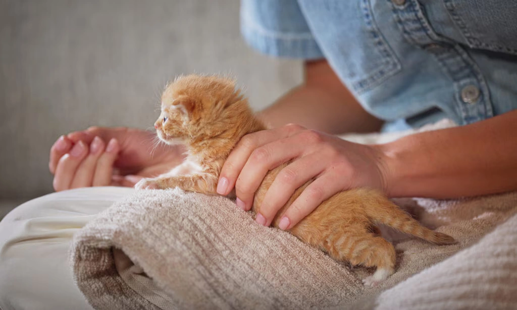 fading kitten syndrome
