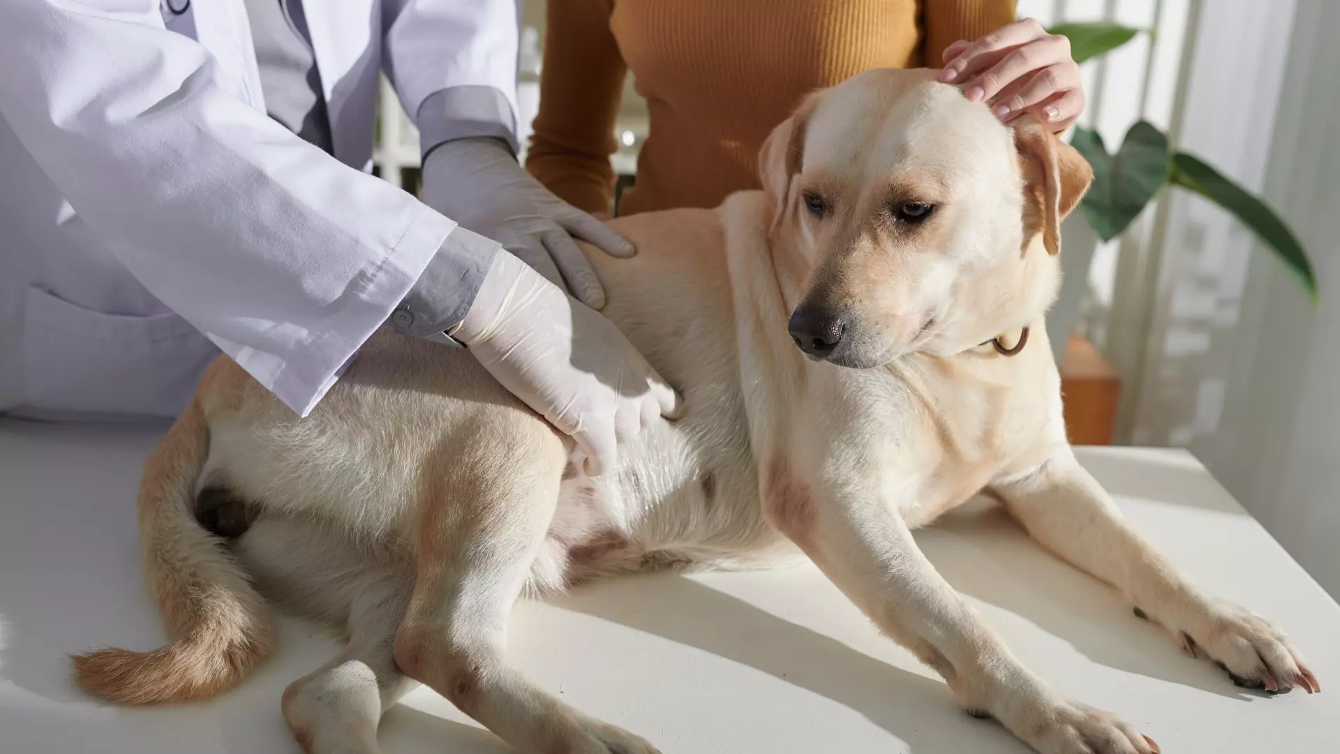 gastroenteritis in puppies​