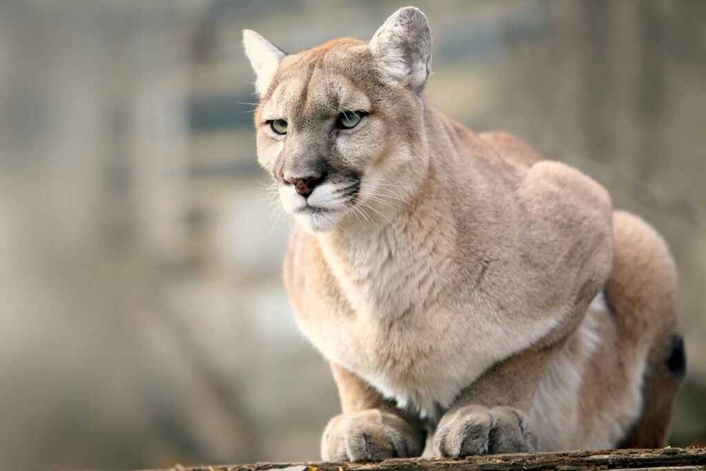 legged puma