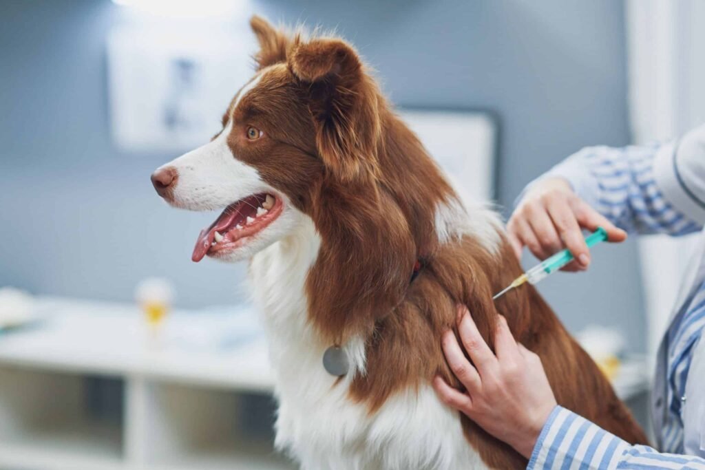 leptospirosis vaccine