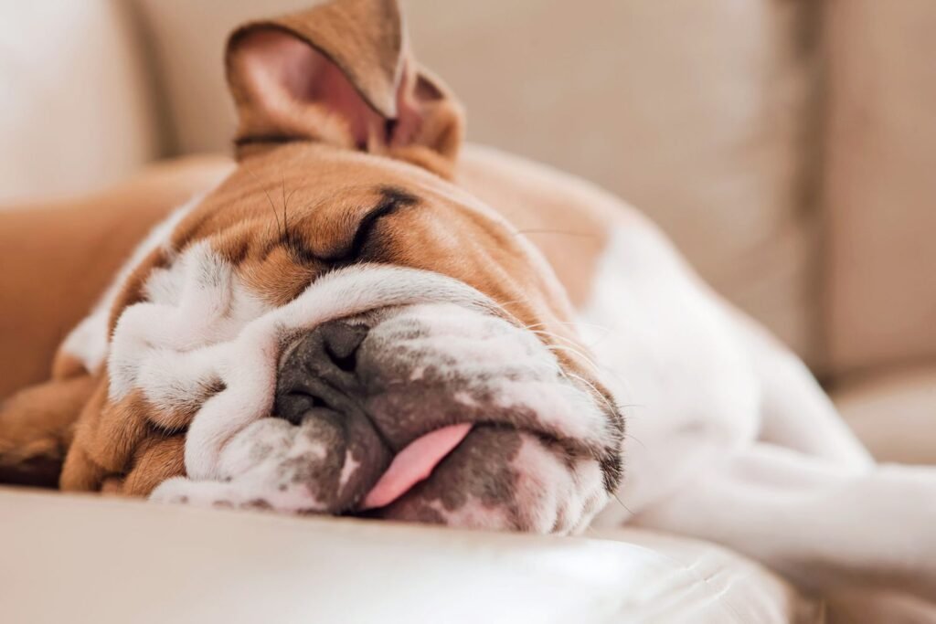 lethargy in dogs