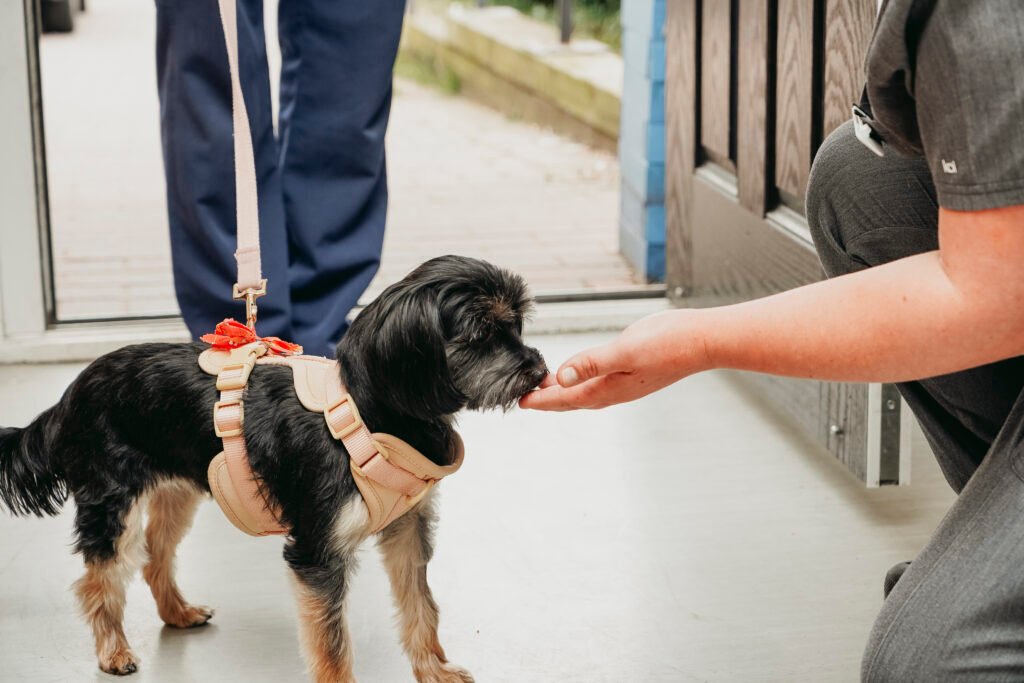 librela for dogs​