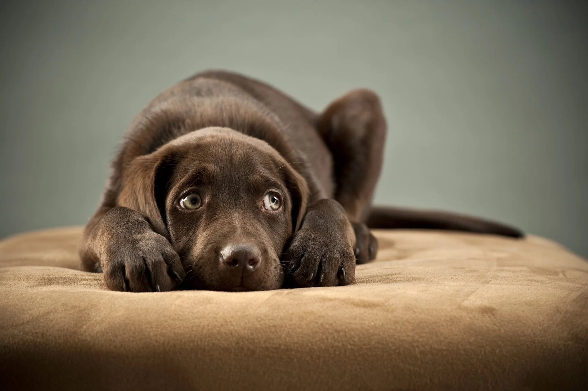 parvo disease treatment