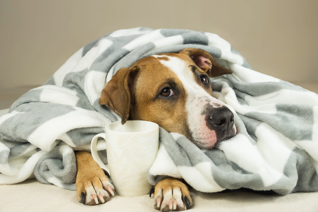 watery diarrhea in dogs