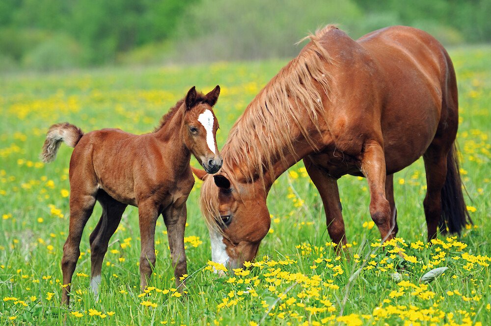 what do stallions eat
