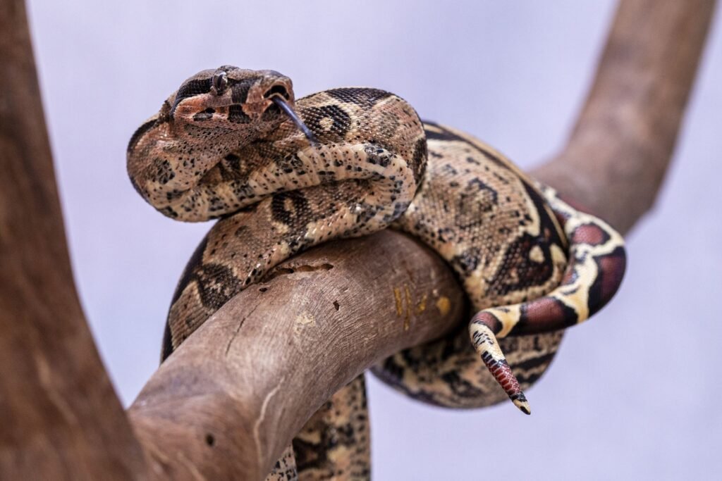 American Boa Care