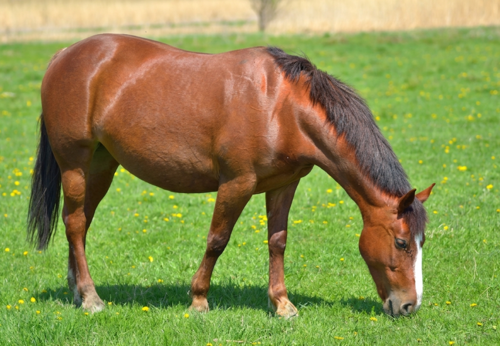 Cushing's Disease in Horses
