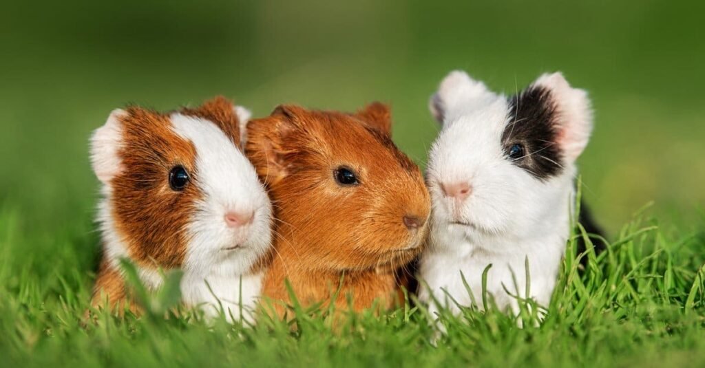 Guinea Pigs or Hamsters