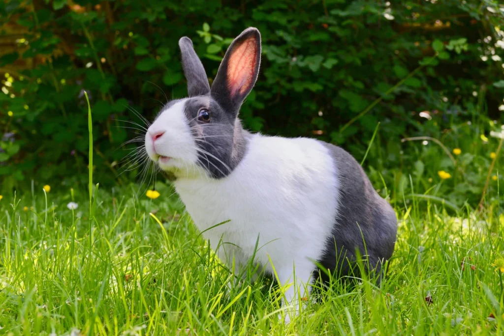 Largest Rabbit Breeds