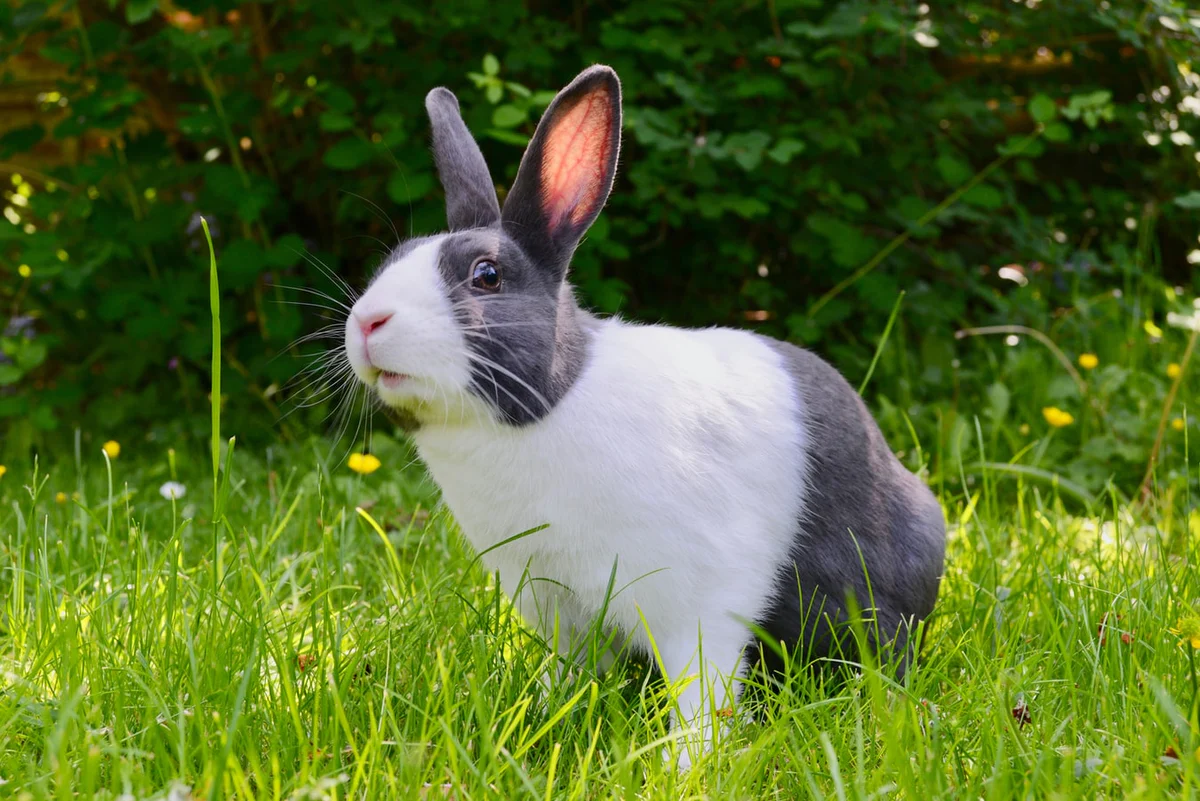 Largest Rabbit Breeds