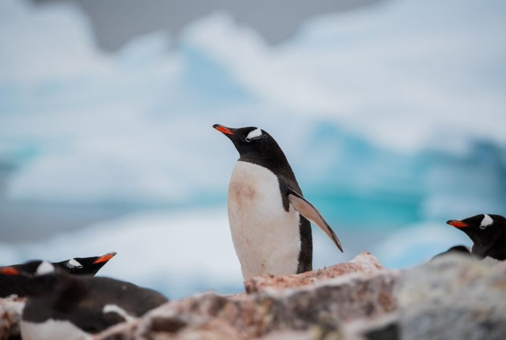 Penguin