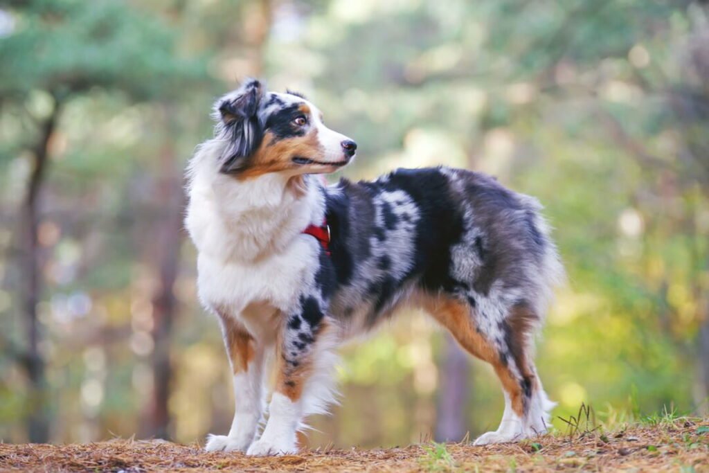 australian shepherd puppy
