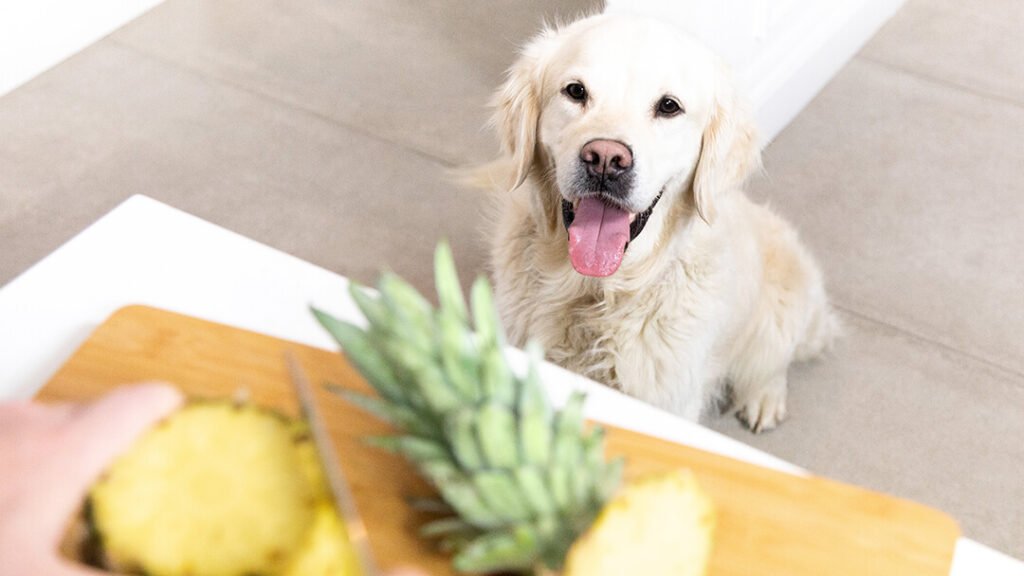 can dogs eat pineapple