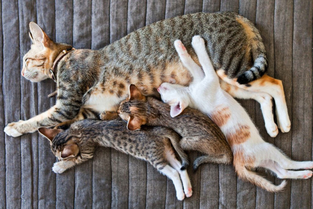 cat how long pregnant