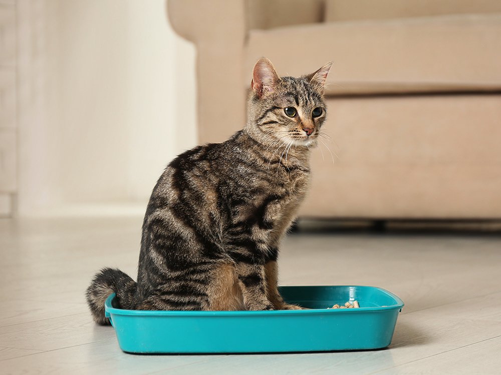 cat litterbox