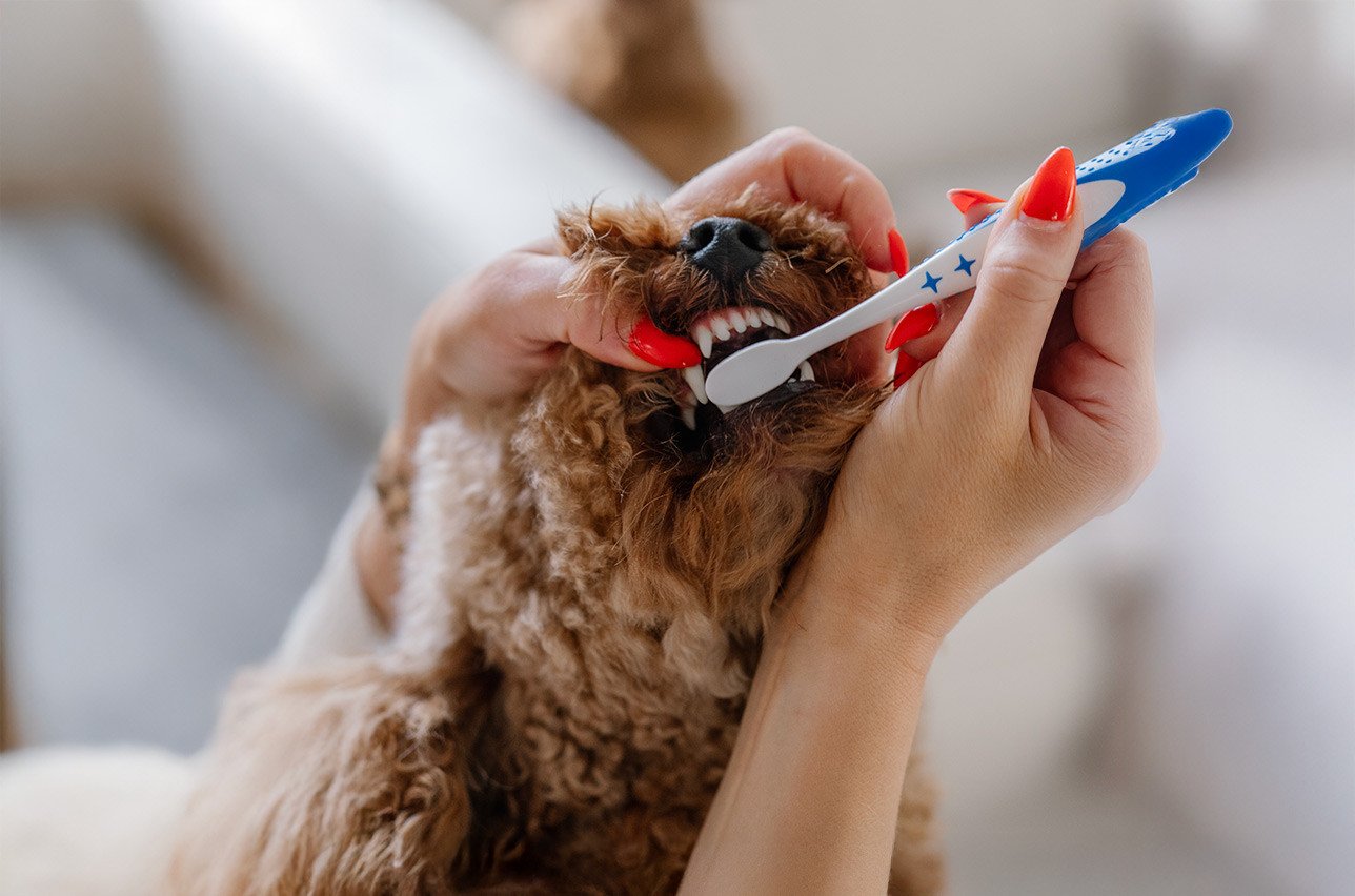 dog teeth cleaning cost