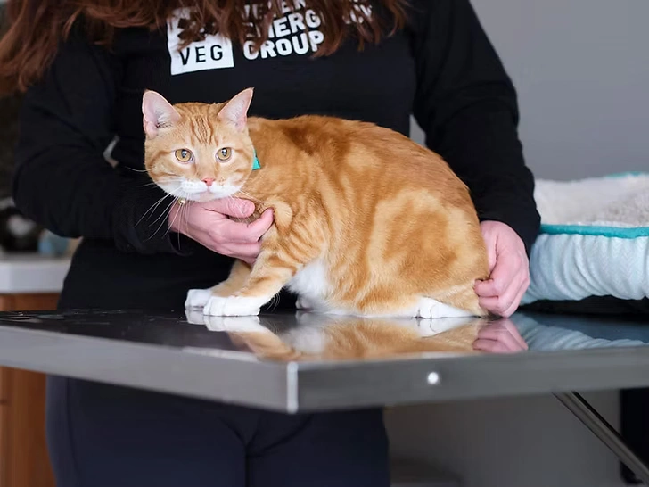 how to treat tapeworms in cats at home