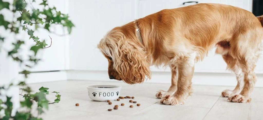 kidney diet for dogs​