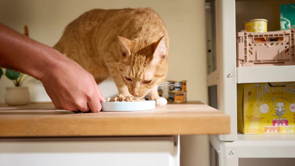 making cat food at home