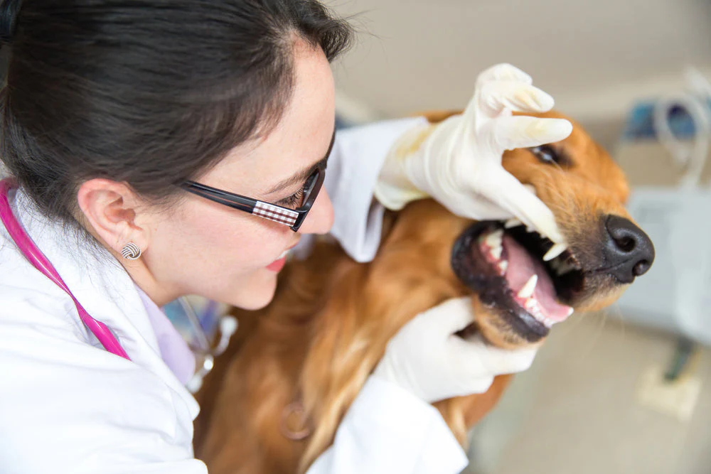 oral cancer in dogs​