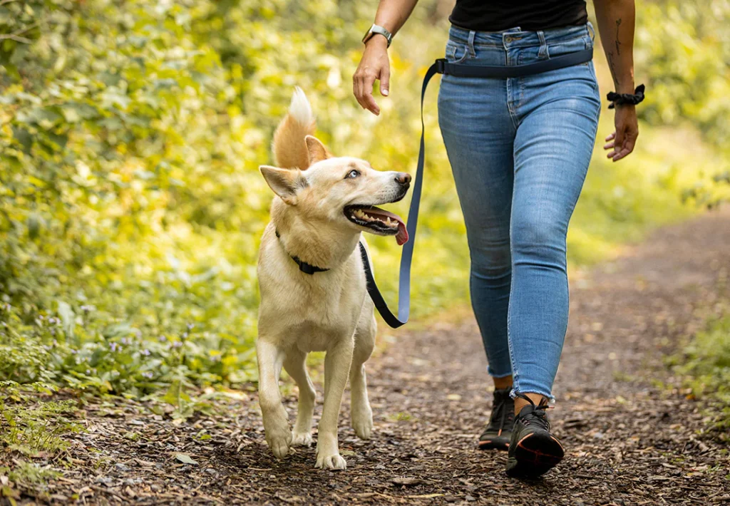 osteoarthritis in dogs