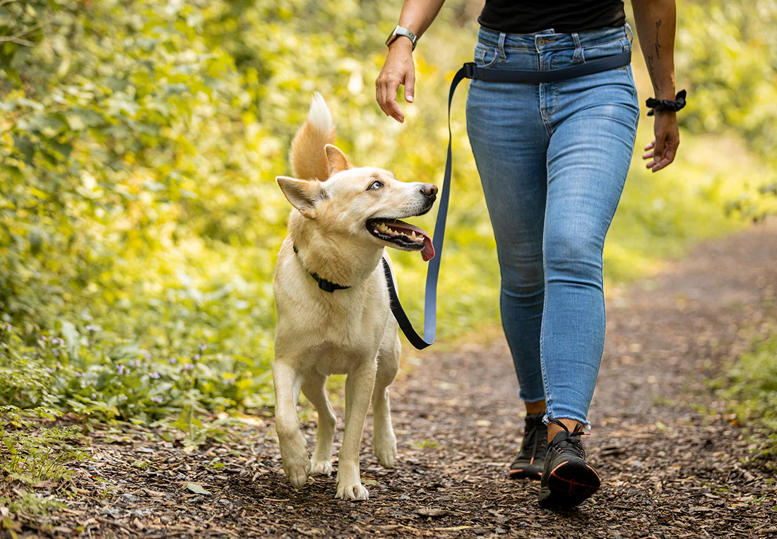 osteoarthritis in dogs
