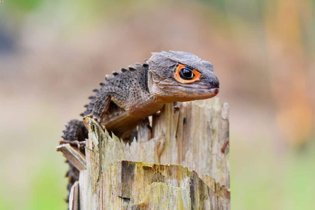 reptiles lizards pets