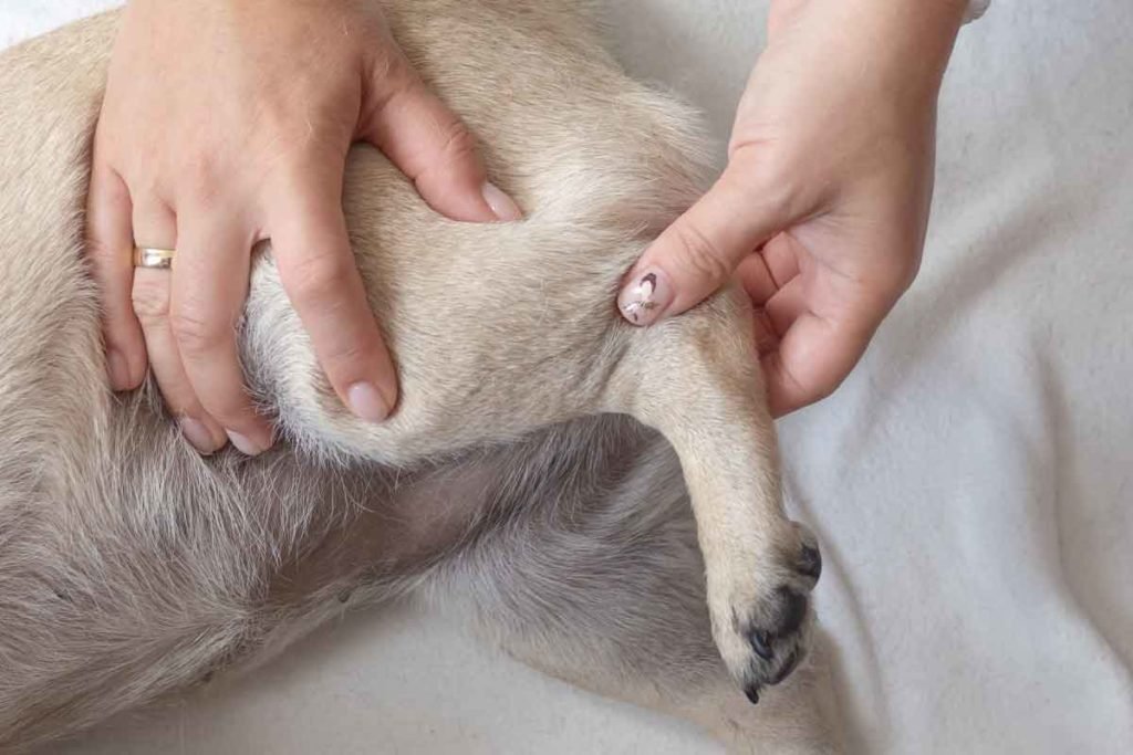 ruptured anterior cruciate ligament dog