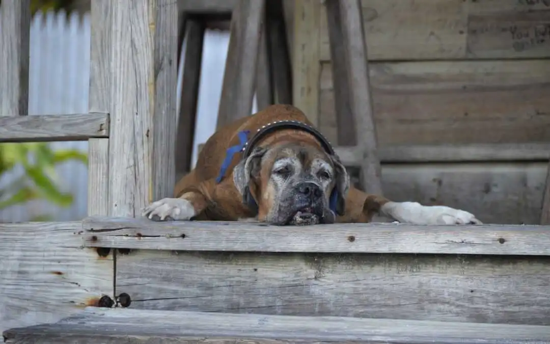 signs a dog is dying