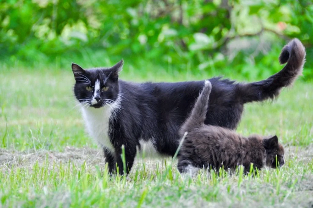stud tail in cats