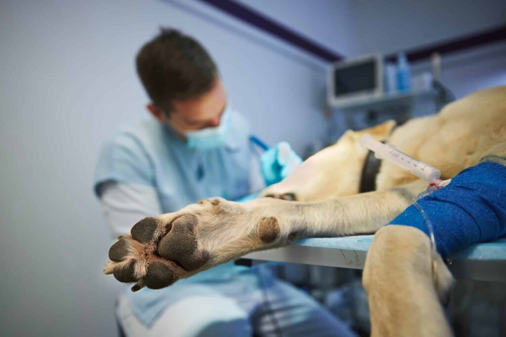 Pet tumor removal surgery